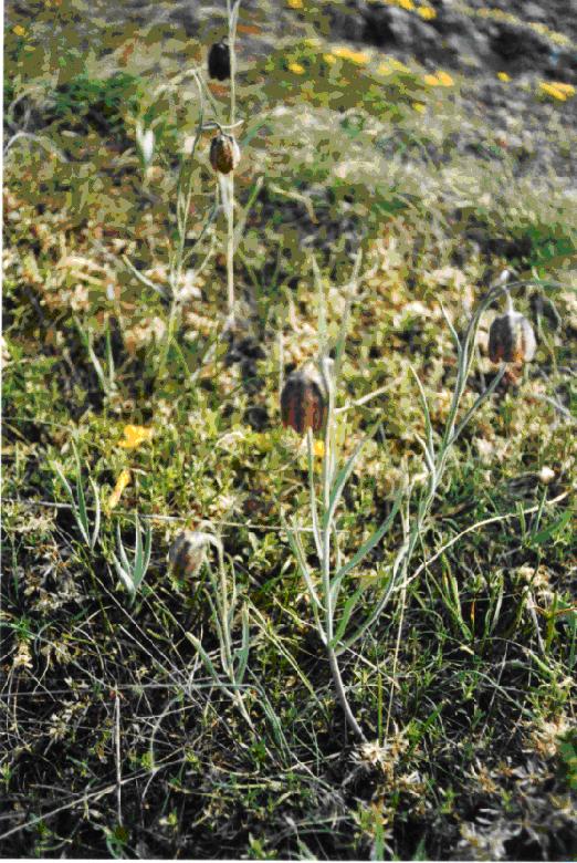 Fritillaria tenella / Fritillaria minore